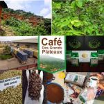 Cafe des Grands Plateaux Grain (1kg)